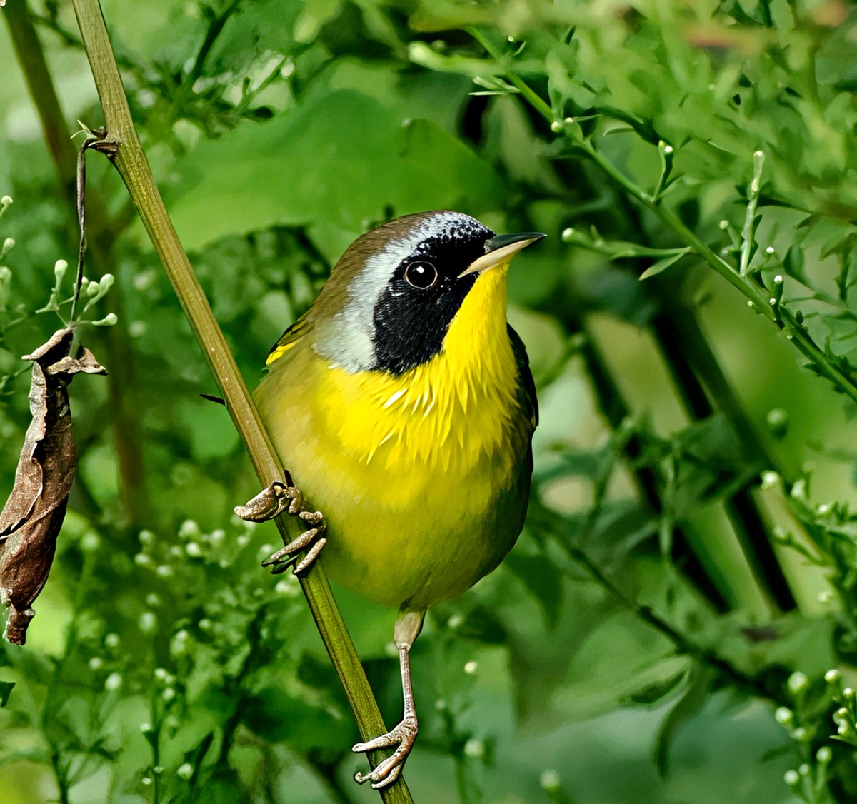 Above96th's tweet photo. I've seen some beautiful Common Yellowthroats this fall, but none more striking than this handsome male on the edge of Central Park's Harlem Meer! 💛🖤💛 #Yellowthroat #CentralPark #birdcpp https://t.co/rqOh5ZuIa3