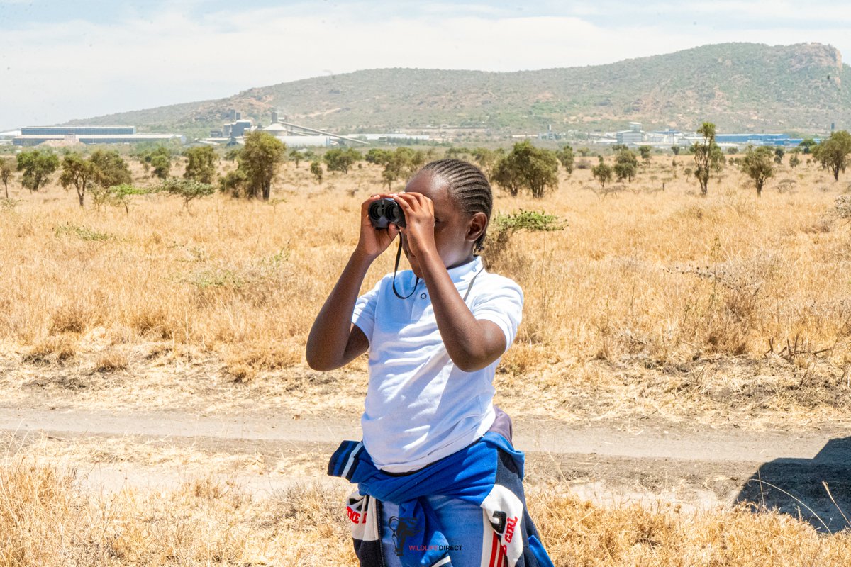 wildlifedirect's tweet photo. On 3 October, WildlifeDirect joined the 10th Landscape Game Count, organised by the Athi-Kapiti Wildlife Conservancies Association, bringing together conservationists, students, community members and partners across the Athi-Kapiti landscape.

At Swara Plains Conservancy, the team took part in the morning game count, recording 522 wildlife observations across birds, grazers, browsers and carnivores.

Our team included 11 community children, 8 students, and 9 WildlifeDirect staff and interns, making the experience an opportunity not only to collect important wildlife data, but also to learn directly from the landscape and connect with others working to protect it.

The day also provided valuable opportunities to network with conservation organisations.

We partnered with @MMTrust, who provided the Overlander that supported our team throughout the day.

#landscapegamecount #wildlifedirect #wildlifedata #conservation @athikapiti @paulakahumbu @KWSKenya