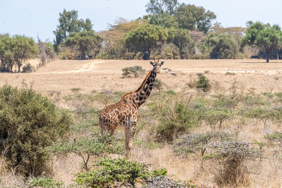 wildlifedirect's tweet photo. On 3 October, WildlifeDirect joined the 10th Landscape Game Count, organised by the Athi-Kapiti Wildlife Conservancies Association, bringing together conservationists, students, community members and partners across the Athi-Kapiti landscape.

At Swara Plains Conservancy, the team took part in the morning game count, recording 522 wildlife observations across birds, grazers, browsers and carnivores.

Our team included 11 community children, 8 students, and 9 WildlifeDirect staff and interns, making the experience an opportunity not only to collect important wildlife data, but also to learn directly from the landscape and connect with others working to protect it.

The day also provided valuable opportunities to network with conservation organisations.

We partnered with @MMTrust, who provided the Overlander that supported our team throughout the day.

#landscapegamecount #wildlifedirect #wildlifedata #conservation @athikapiti @paulakahumbu @KWSKenya
