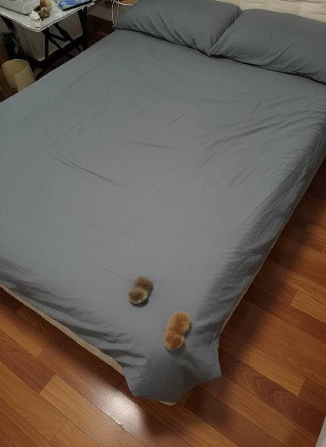 equine__dentist's tweet photo. i have bed bugs https://t.co/6x33xsHkLM