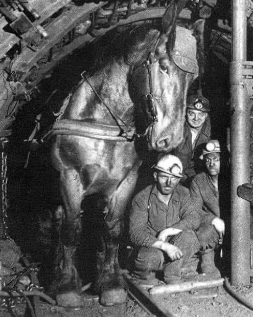 awkwardgoogle's tweet photo. French miners and their workhorse 1970 https://t.co/cOWHHDNiYE