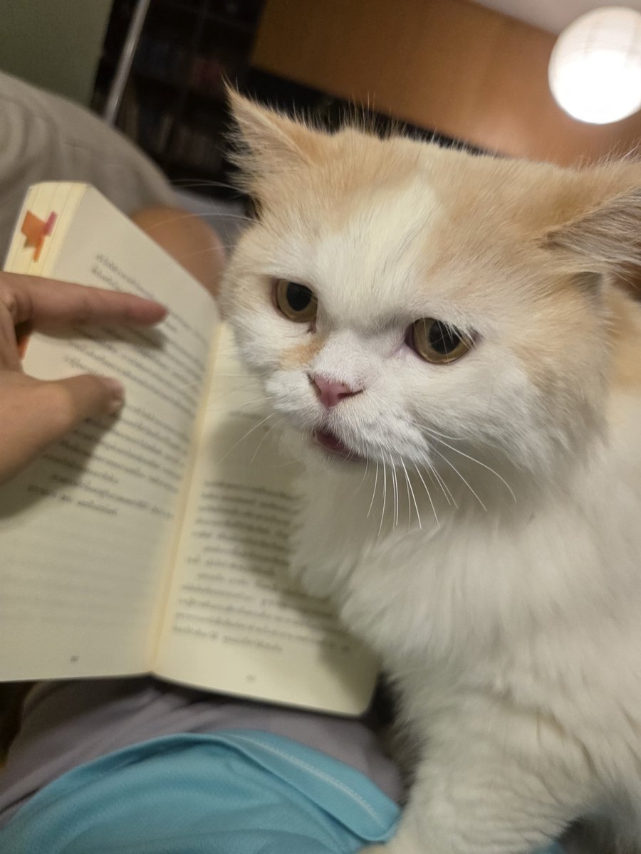 awwwfluffy's tweet photo. มาอีกคนละ https://t.co/QtzBuM0P3L