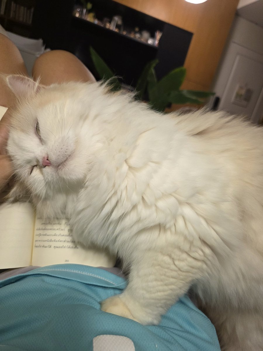 awwwfluffy's tweet photo. มาอีกคนละ https://t.co/QtzBuM0P3L