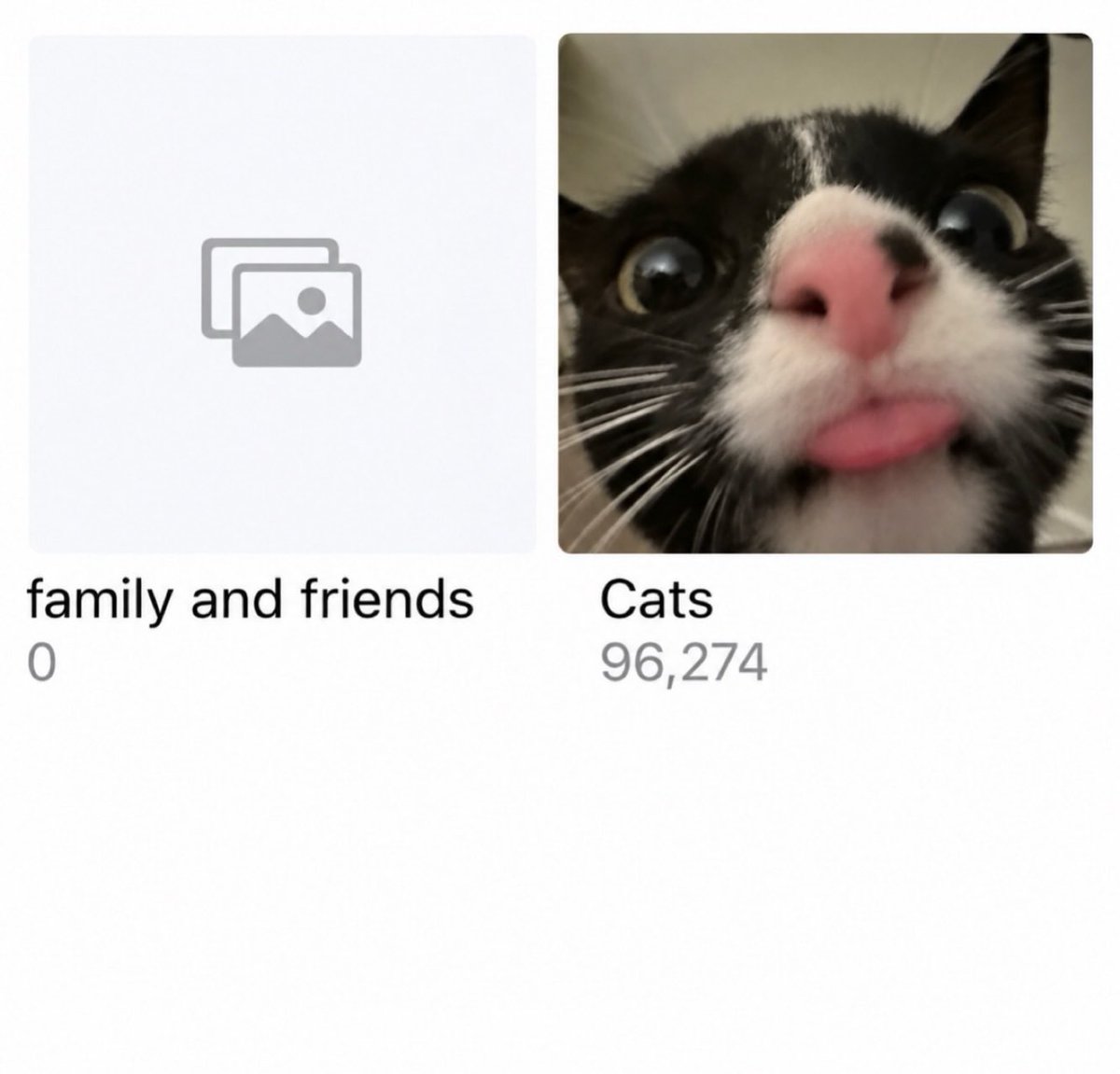 BestOfMeow's tweet photo. Real https://t.co/fCuUdi4LHP