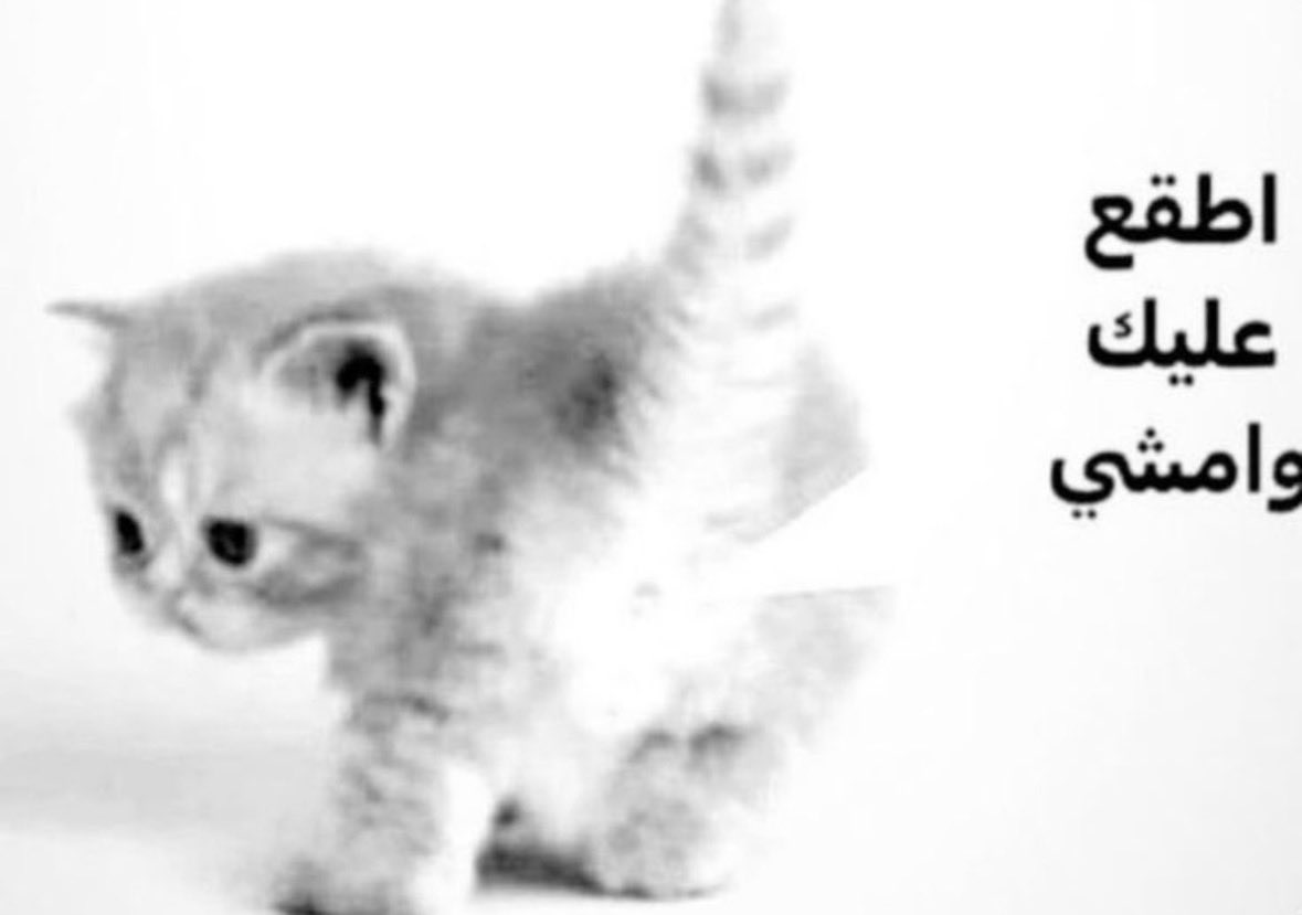 a6dy7's tweet photo. @Alonexsa @Absurdity999 @Ms6Lw @llnfc77 https://t.co/1rKGCZf3K5