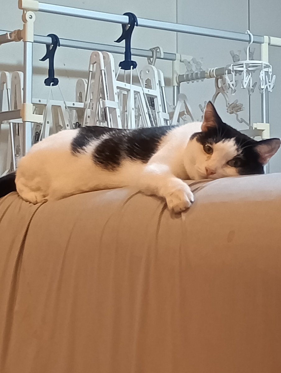 ilssushi's tweet photo. 最近X荒れてるから家の猫ちゃん載せとくね https://t.co/MwItvBne0S