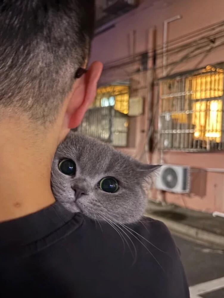 hakanbutsadd's tweet photo. Tatlı kediyi görmezden gelenlere 88 yıl kötü şans. 😻 https://t.co/aZQKNjeqUr