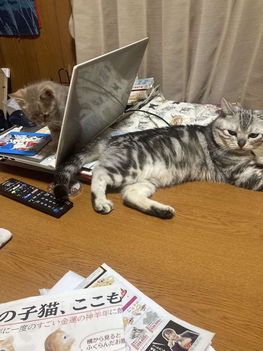 kanbe0831's tweet photo. パソコンを挟んで一緒にいる2匹 https://t.co/u635IGOh3p