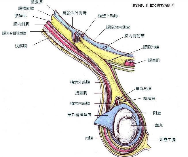 mifushimoto's tweet photo. [Today’s lab check reveals the testicular tissue structure in the deep gully of the dissected embryo sample.] https://t.co/yvtyGyuf1f