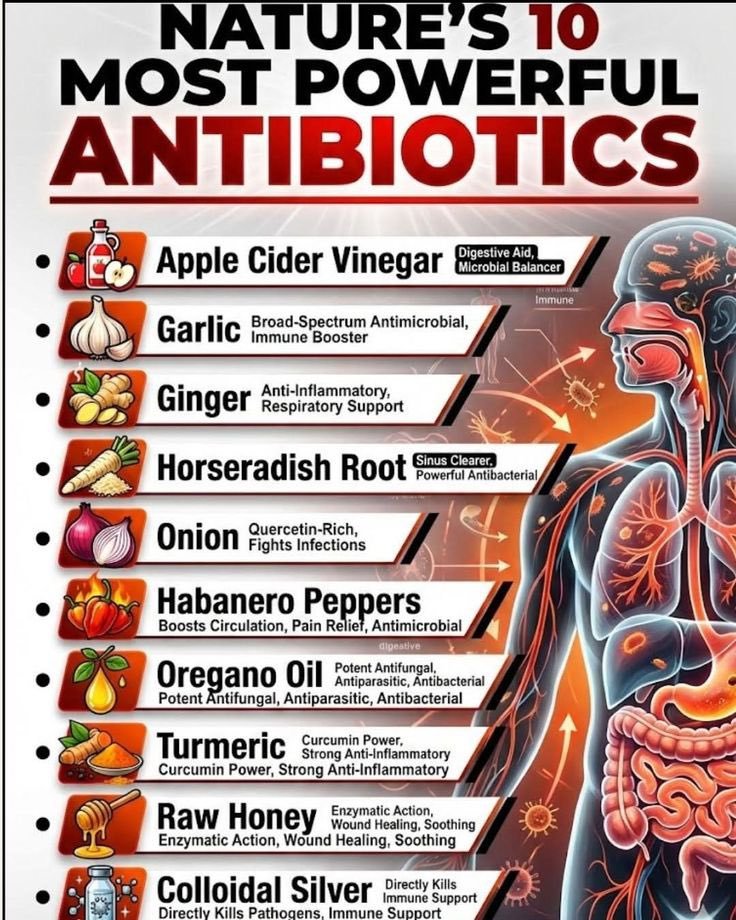 saraevans_Ai's tweet photo. Nature's most Powerful Antibiotics. Follow @saraevans_Ai for more. https://t.co/Ut03KOzPy0