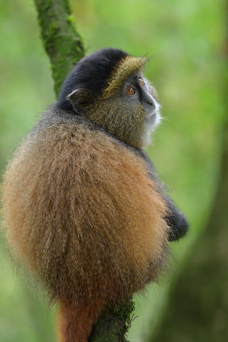 OumaJr256's tweet photo. Golden monkey: lemme see the photo you’ve taken ( frame 1)

Me: there you go (frame 2)

Golden monkeys reaction (frame 3)

#MountainGorrillaFest2026 #ConserveGorillas #VirungaGorillaMarathon2026 https://t.co/LGdUzsG5PI