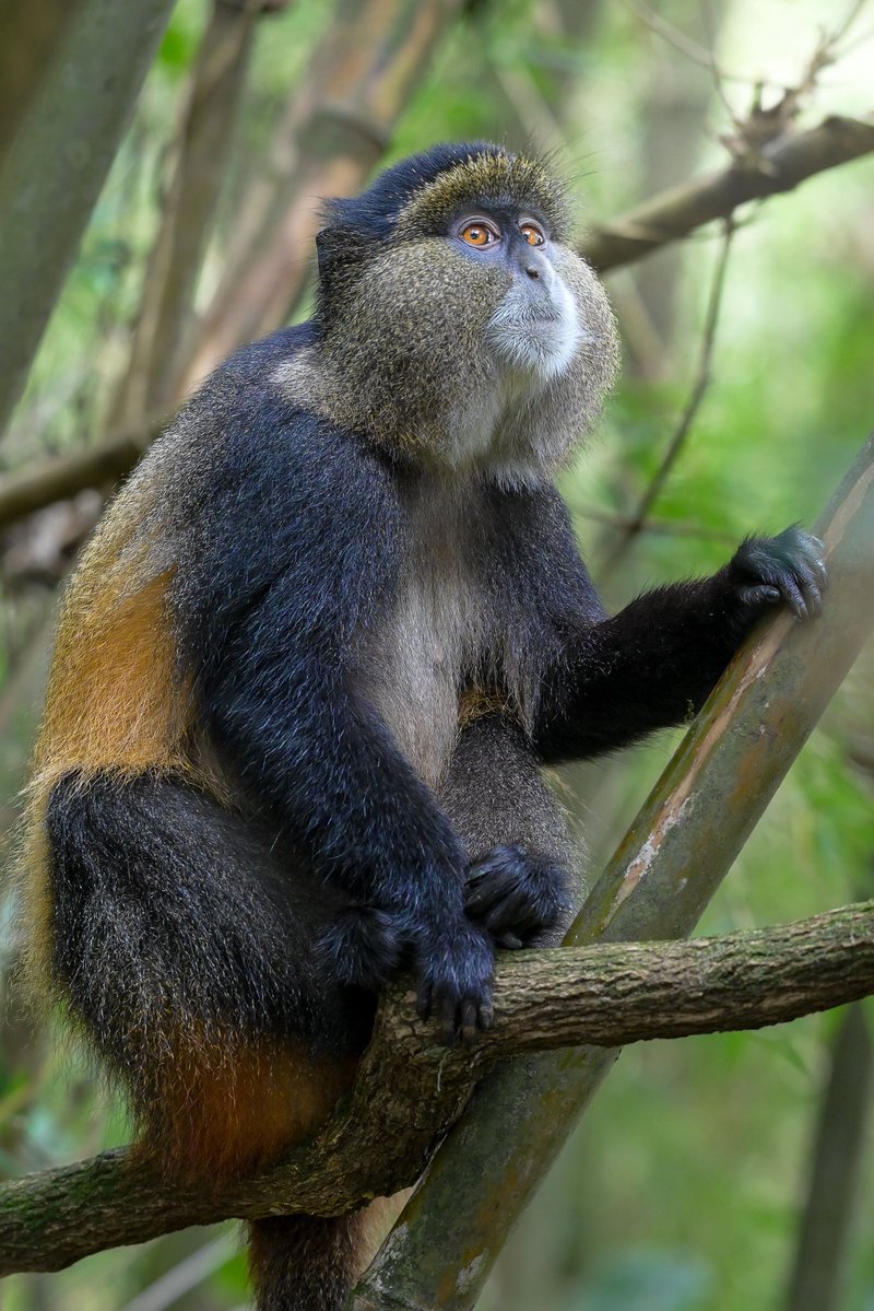 OumaJr256's tweet photo. Golden monkey: lemme see the photo you’ve taken ( frame 1)

Me: there you go (frame 2)

Golden monkeys reaction (frame 3)

#MountainGorrillaFest2026 #ConserveGorillas #VirungaGorillaMarathon2026 https://t.co/LGdUzsG5PI