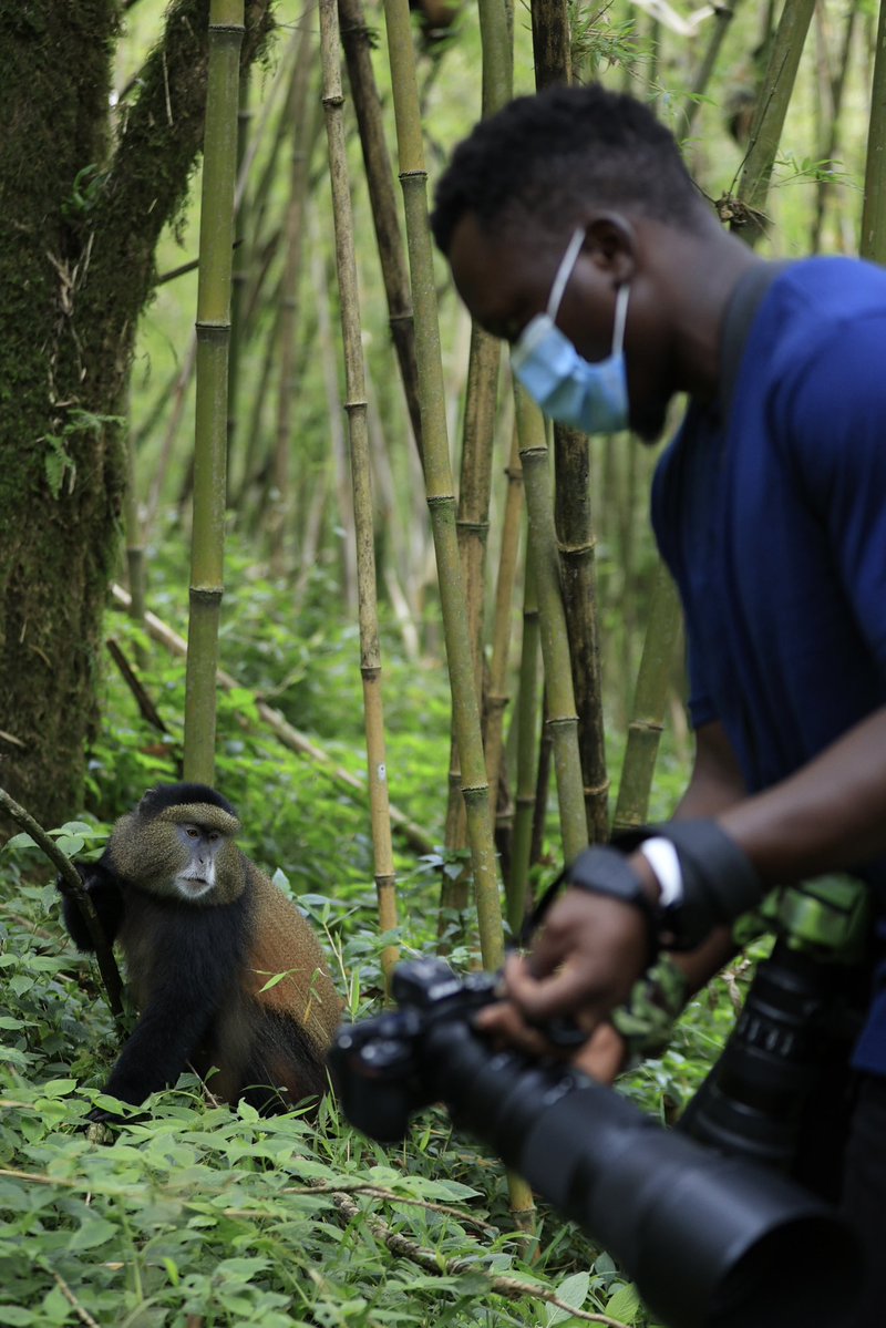 OumaJr256's tweet photo. Golden monkey: lemme see the photo you’ve taken ( frame 1)

Me: there you go (frame 2)

Golden monkeys reaction (frame 3)

#MountainGorrillaFest2026 #ConserveGorillas #VirungaGorillaMarathon2026 https://t.co/LGdUzsG5PI
