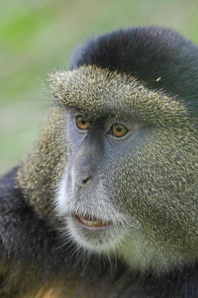 OumaJr256's tweet photo. Golden monkey: lemme see the photo you’ve taken ( frame 1)

Me: there you go (frame 2)

Golden monkeys reaction (frame 3)

#MountainGorrillaFest2026 #ConserveGorillas #VirungaGorillaMarathon2026 https://t.co/LGdUzsG5PI