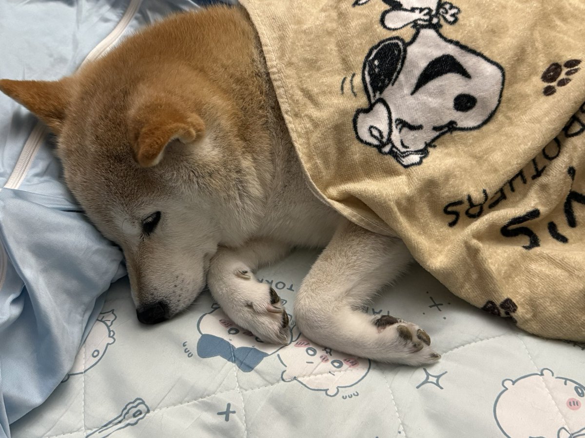 YumeShibainu510's tweet photo. 寒くなってきたからぽんぽん冷やさないようにね〜 https://t.co/Q9ktv9EGlh
