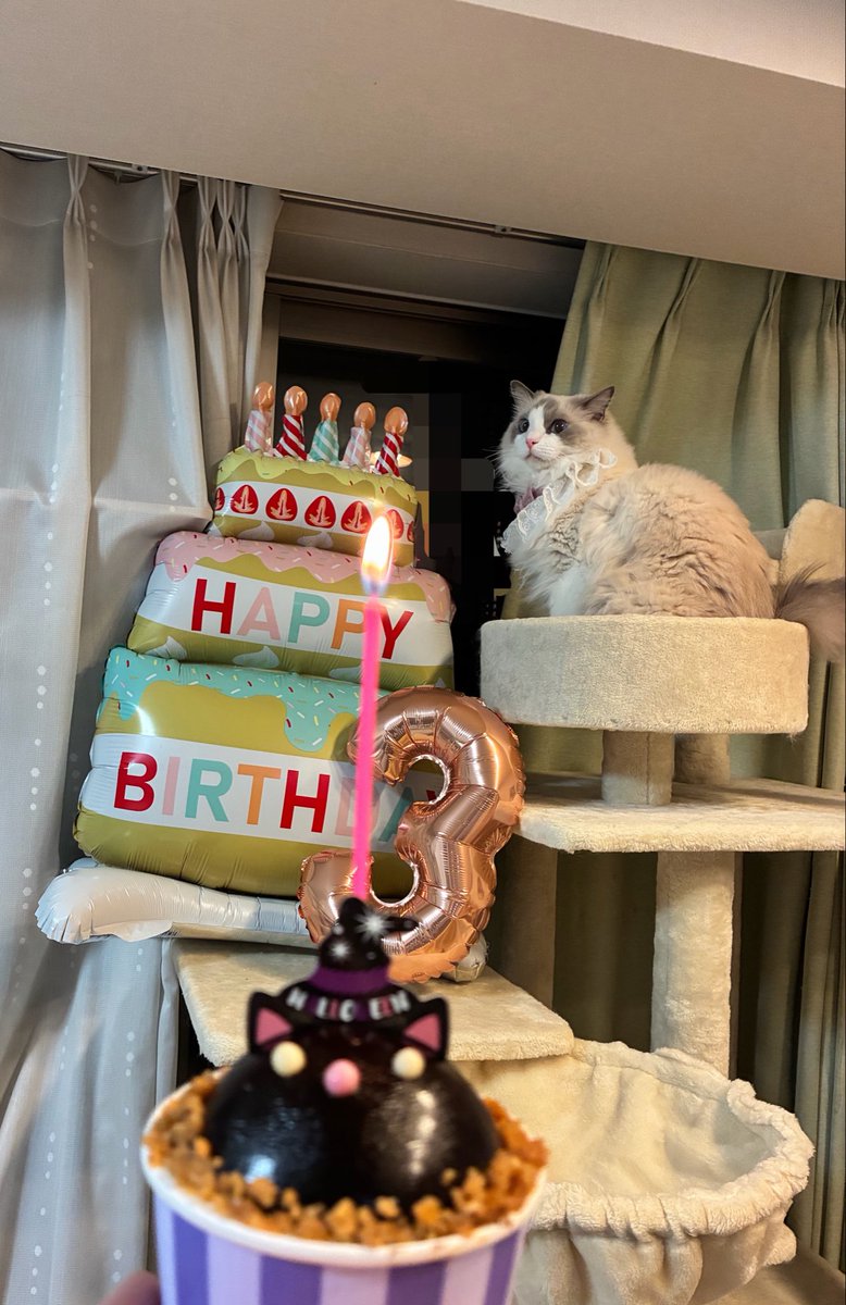 cotocoyg's tweet photo. 10/5 今日はコナちゃんの誕生日🎂
3歳おめでとう🎉
いっぱい食べて元気に過ごそうね https://t.co/6pcAPuM2mQ