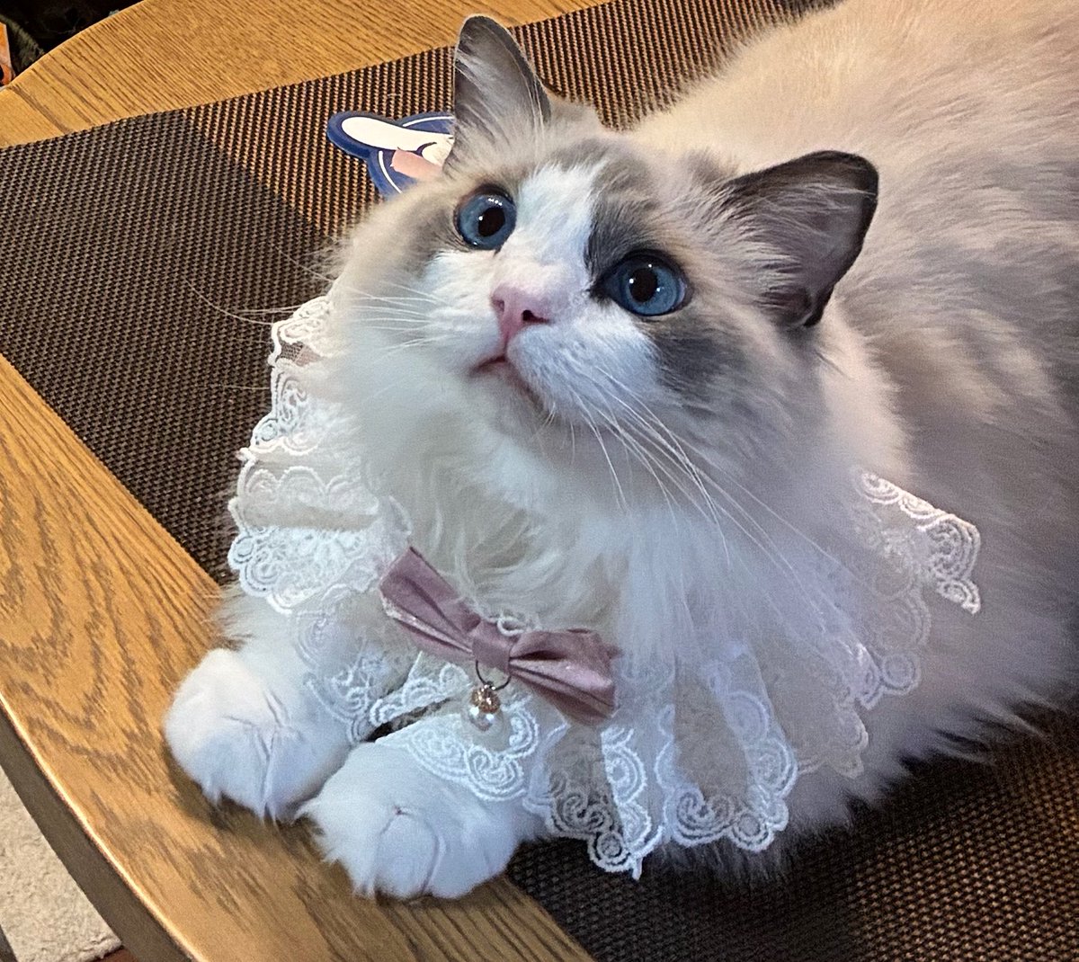 cotocoyg's tweet photo. 10/5 今日はコナちゃんの誕生日🎂
3歳おめでとう🎉
いっぱい食べて元気に過ごそうね https://t.co/6pcAPuM2mQ