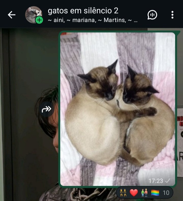 Marianelaaa27's tweet photo. reacciones a mis bebés en gatos en silencio jksjaksk https://t.co/ljZA8YYjK8