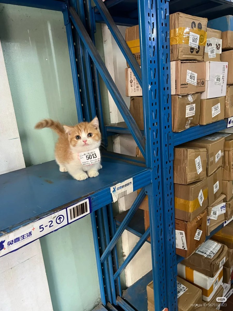 nocontextscats's tweet photo. Back in stock                         SOLD OUT https://t.co/7jbix8yUE6