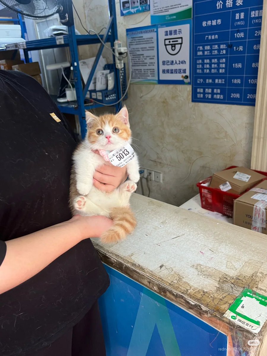nocontextscats's tweet photo. Back in stock                         SOLD OUT https://t.co/7jbix8yUE6
