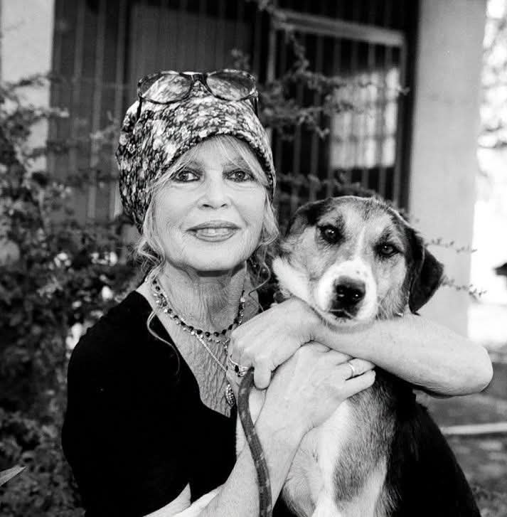CoquelicotsR35's tweet photo. "Les animaux, eux, ont une pureté que l'Homme a définitivement perdue." (Brigitte Bardot) https://t.co/1IYVRFS3Y7