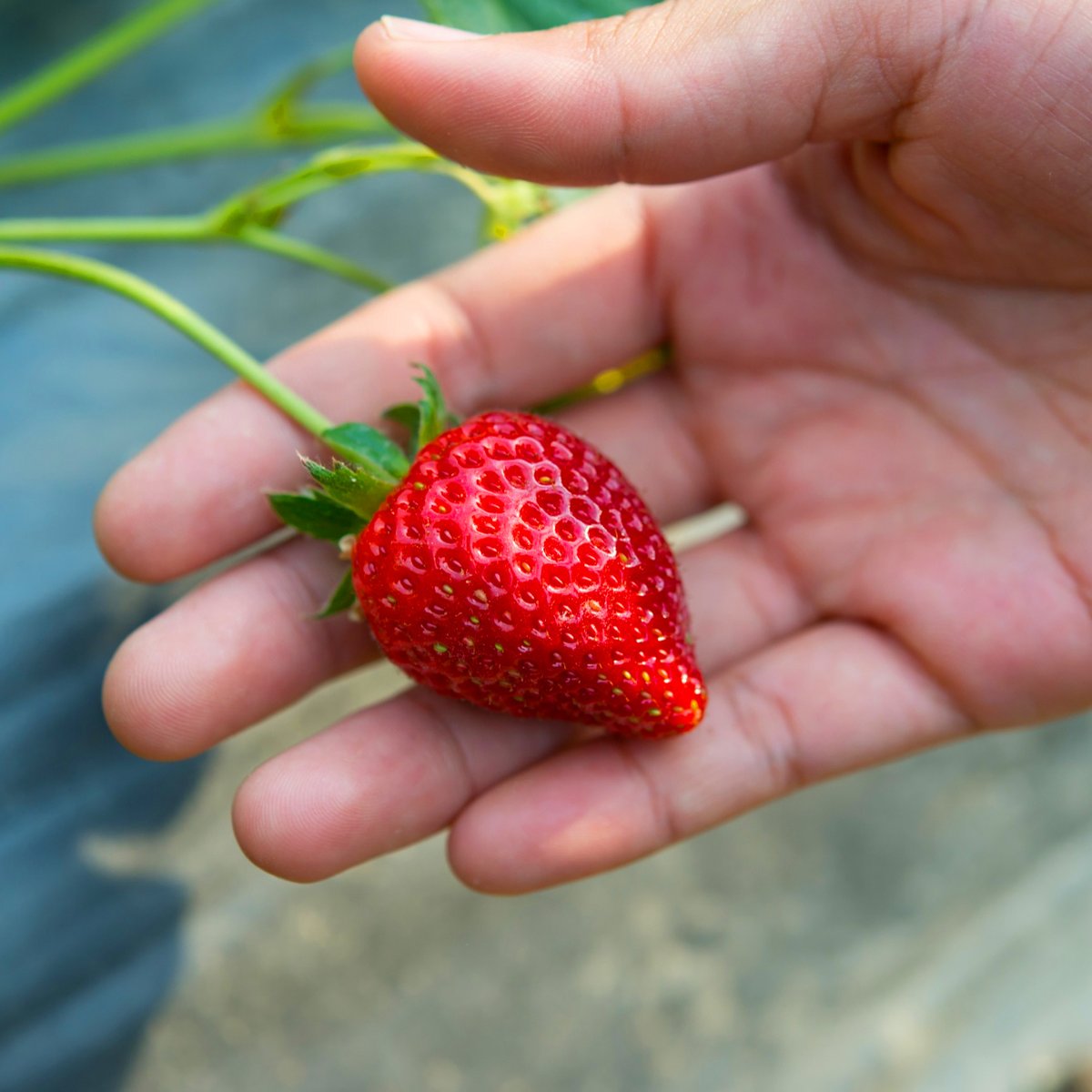 scialert's tweet photo. ๐ Genetic Variation and Phylogenetic Analysis of Strawberry (Fragaria spp.) on Yogyakarta and Central Java, Indonesia, Based on rbcL DNA Barcoding
https://t.co/Uyv96tPWQz
#StrawberryResearch #DNABarcoding #GeneticDiversity #Phylogenetics #PlantGenetics #PlantBreeding https://t.co/dH5dz5iGQS