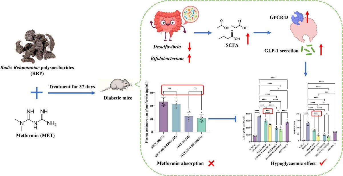 drsubha007's tweet photo. 🎉✨Excited to share our collaborative research (#Antidiabetic) work published in International Journal of Biological Macromolecules (IF: 8.7, Q1), #Elsevier.
Read the full paper: https://t.co/uBwdlFNAeo
#CNRM @CUHKSBS @CUHKMedicine @CUHKofficial #TCM #Polysaccharide #MedSci https://t.co/BBy2dhr5uE