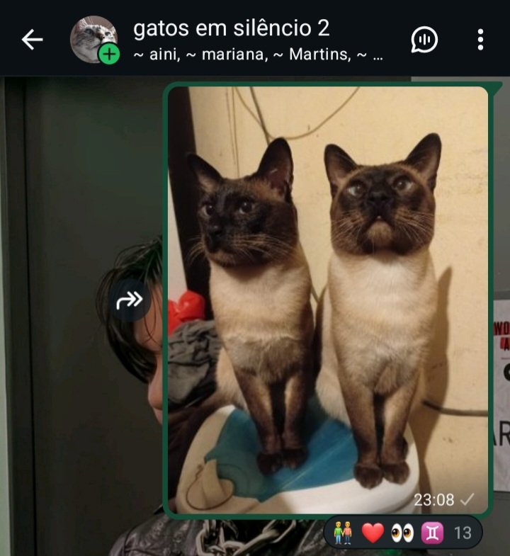 Marianelaaa27's tweet photo. reacciones a mis bebés en gatos en silencio jksjaksk https://t.co/ljZA8YYjK8