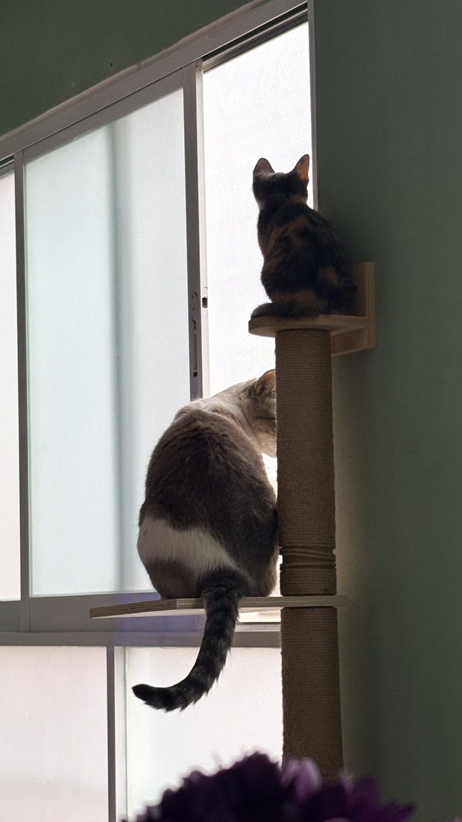 starshus's tweet photo. Galleta y Concho haciendo vigilancia vecinal: https://t.co/swm9WD0VK6