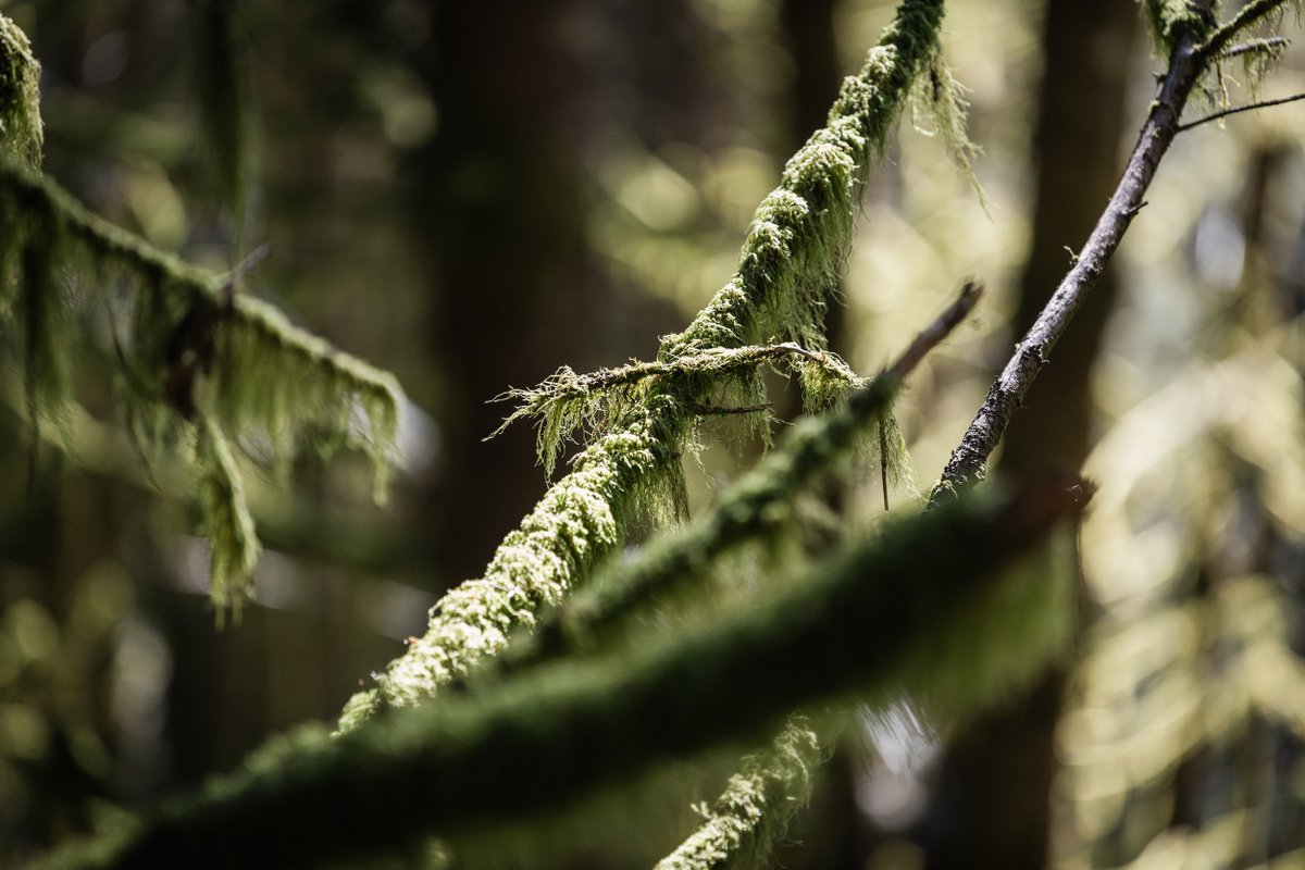 NWTrailAlliance's tweet photo. It's October! That means our dig day calendar picks up.

This weekend, we have THREE dig days to choose from ...

▪️Sandy Ridge - working on Hide and Seek
▪️Klootchy Creek - trail system out on the coast
▪️Hagg Lake - Join OSU College of Forestry

Sign up: https://t.co/TShDzF0DZ3 https://t.co/DglarhtzeN