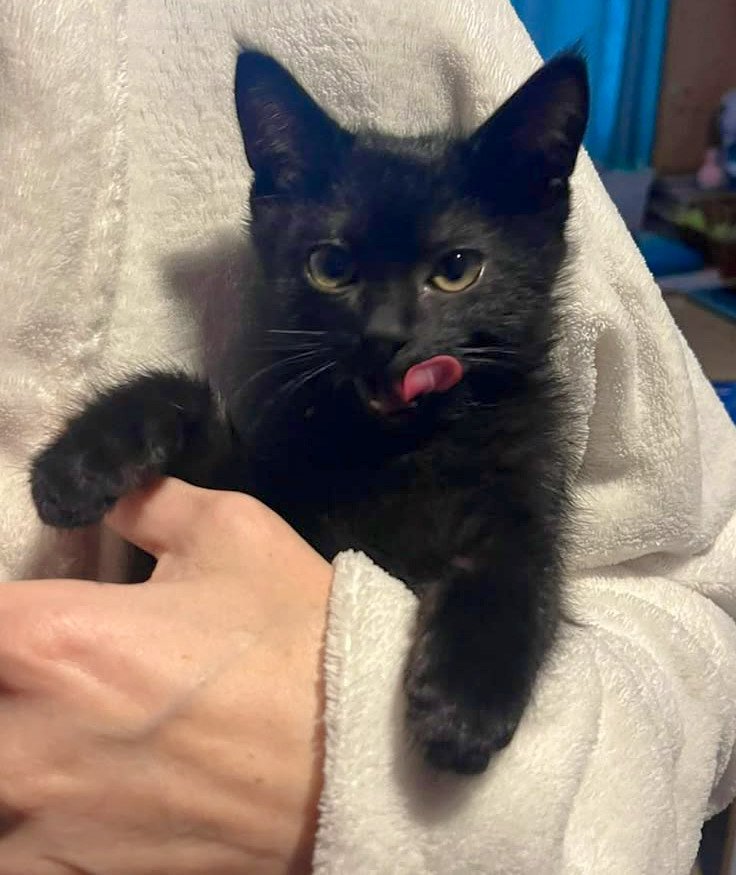 ricexdec's tweet photo. @coirtfoxy The little black furball in question. 🐈‍⬛ https://t.co/6TlLPgyFn1