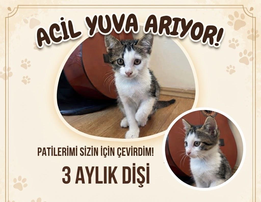 gulsum_dll's tweet photo. 🌸BOLU YUVA🌸
Maalesef geri geldi, koltukları tırmalıyormuş ve tuvaleti kokuyormuş. Tahmini 3 aylık kızımızı koltuklarından daha çok sevecek ve bokun kokan bir şey olduğunu bilen ömürlük yuva arıyoruz. https://t.co/xy3vXHzsMB