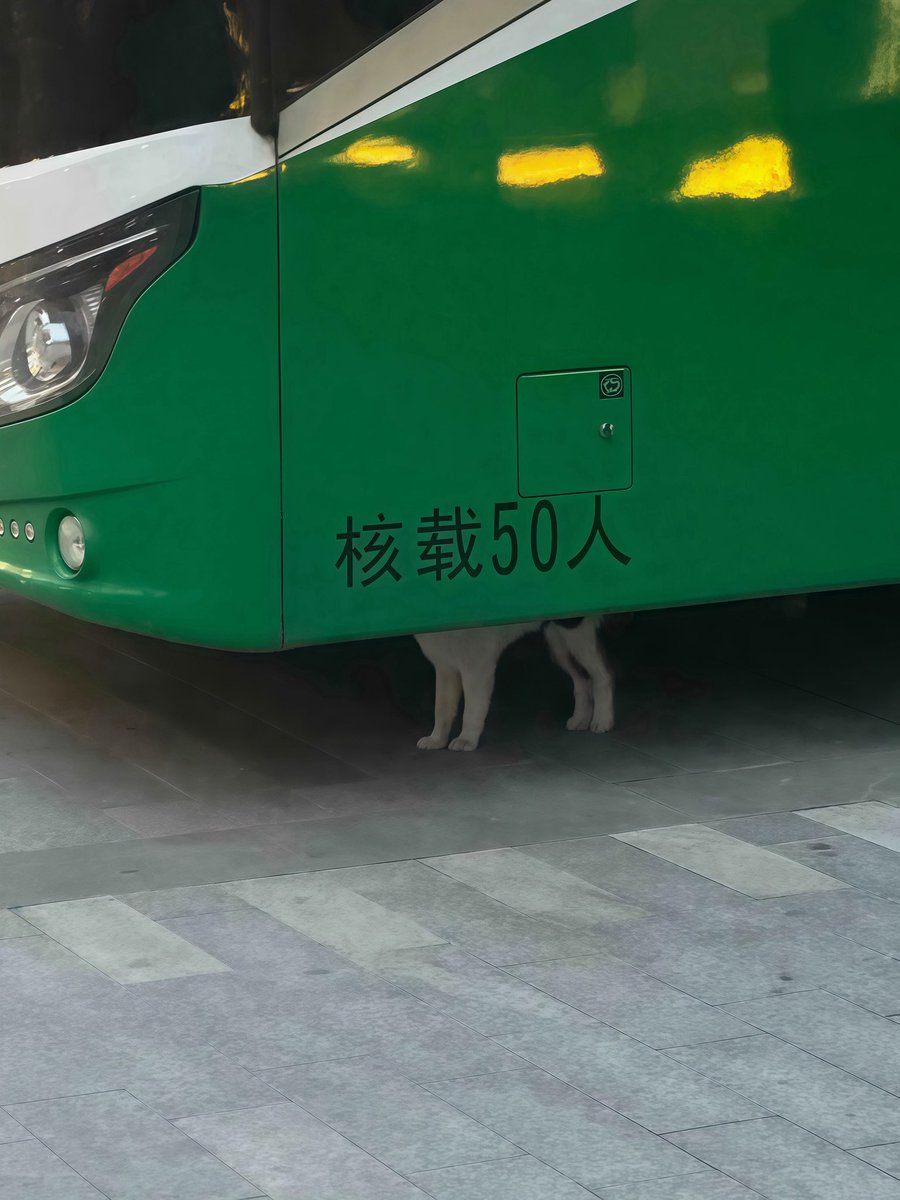 xxdong228's tweet photo. 小猫咪一个咪承载了50个人😭 https://t.co/xzrE8UqXVq