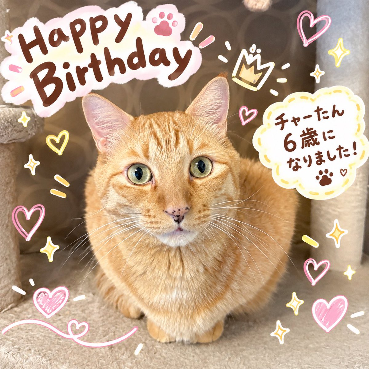 Kix20Yo's tweet photo. クーたん&amp;チャーたん
6歳おめでとう🎉
6年前、自転車置き場で鳴いてた小さい赤ちゃんが　もう6歳かぁ。
しみじみと、2人が来てくれて本当に良かったな💕ありがとう
#猫
#猫と暮らす生活 https://t.co/03YkiJWGg5