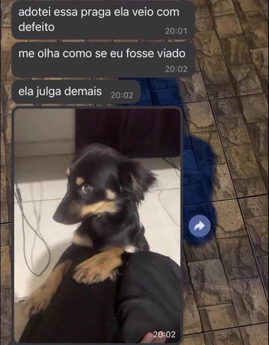 burrosgeniais's tweet photo. https://t.co/hry1pY42q4