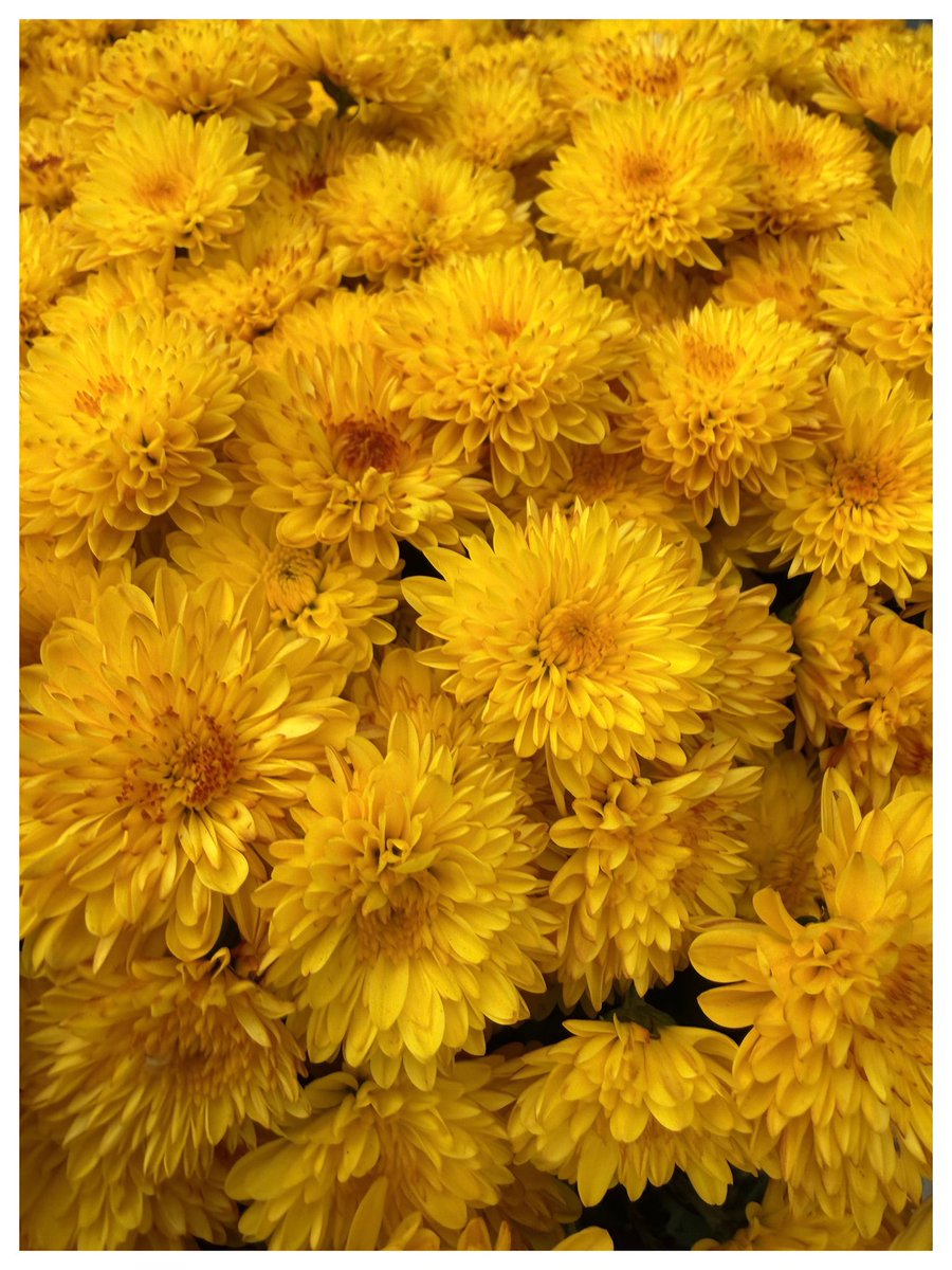 VisuallyStill's tweet photo. @susann963 📸🌼 https://t.co/snj1HaOMLw