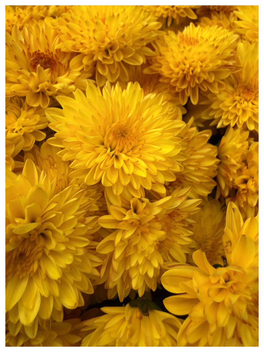 VisuallyStill's tweet photo. @susann963 📸🌼 https://t.co/snj1HaOMLw