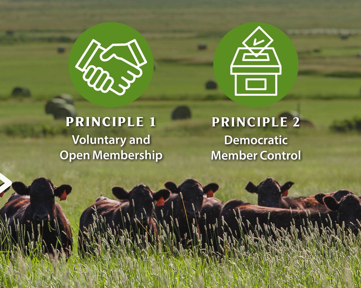 farmcredit's tweet photo. As a network of cooperatives, Farm Credit is guided by seven principles that shape how we serve our members, make decisions and strengthen the communities we support. https://t.co/PymUhEZ6GV
