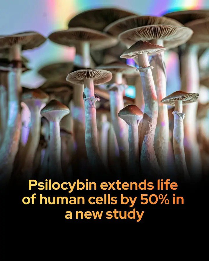 edutainment01's tweet photo. Research suggests that psilocybin and its active metabolite, psilocin, may delay biological aging. 

A study published in npj Aging demonstrated that treating human skin and lung fibroblasts with psilocin delayed https://t.co/pZdZCCu8fg