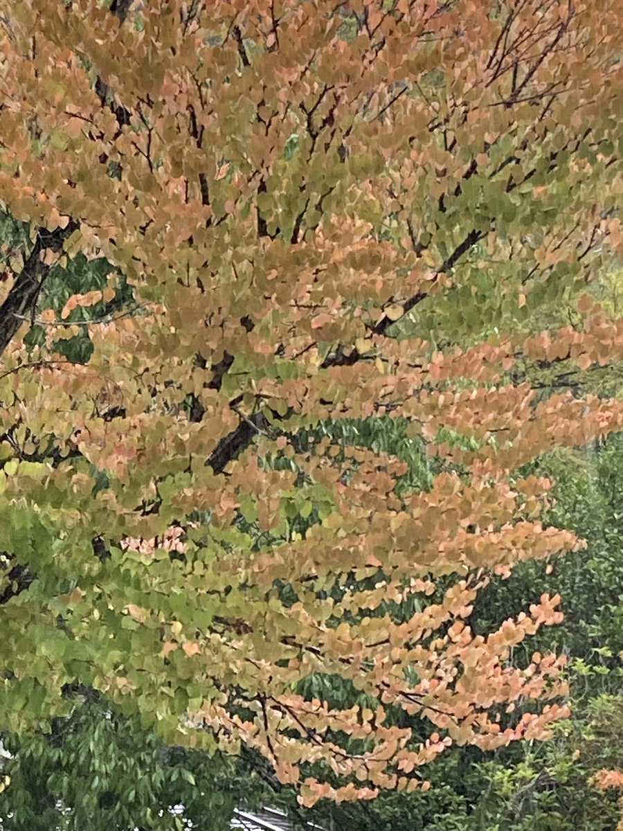 BBA2251's tweet photo. 真夜中から起きてる
フラBBAです皆様おはようございます🙇‍♀️
仕事の方はご苦労様
今日も良い日であります様に行ってらっしゃいませ😊💕👋
街中の木々も色づいて来ましたメタセコイヤの木も植えられていますがまだ先の様です https://t.co/WTaHL8P0F6