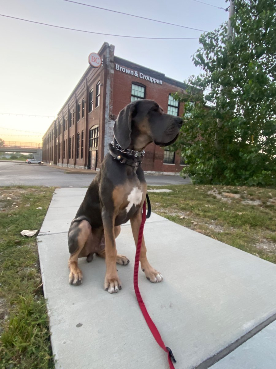 GetBC's tweet photo. Meet Mouse, taking a walk outside Brown &amp; Crouppen. 🐾 We love seeing the people—and pups—who make our communities special. Happy Walk Your Dog Week! What’s your dog’s favorite walking spot in St. Louis or Kansas City? #BrownAndCrouppen #StLouis #KansasCity #WalkYourDogWeek https://t.co/TJTUcLT1xE