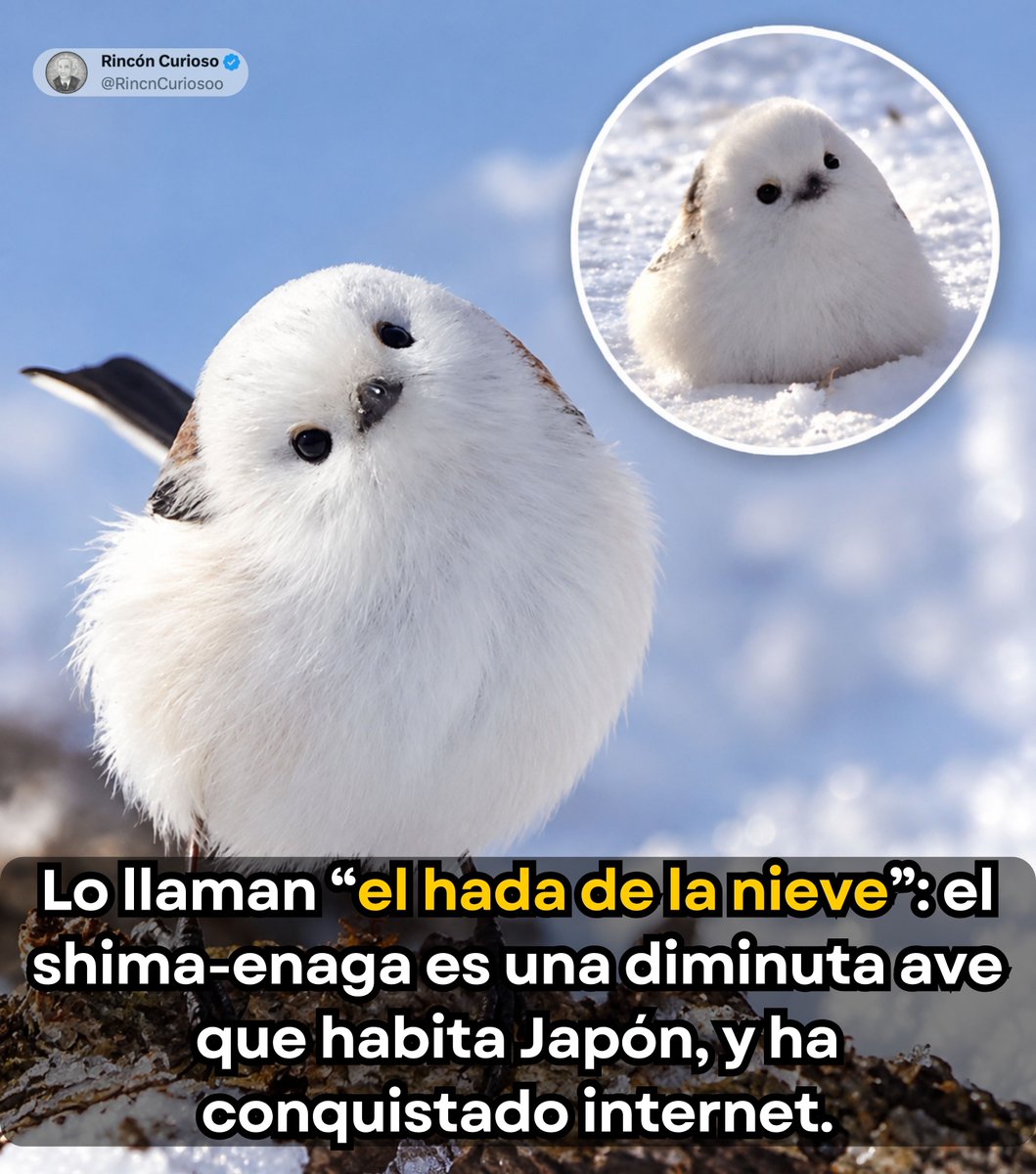 RincnCuriosoo's tweet photo. Parece una pequeña bola de algodón con ojos, pero es un ave real. 🐦❄️

El shima-enaga (Aegithalos caudatus japonicus) es una diminuta subespecie del mito de cola larga que habita principalmente en Hokkaido, Japón, aunque también se encuentra en las islas Kuriles del sur. Su característica más llamativa es su rostro casi completamente blanco y su plumaje esponjoso, que en invierno le da una apariencia aún más adorable.

En Japón es conocido popularmente como “el hada de la nieve” y se ha convertido en uno de los animales más queridos y fotografiados de Hokkaido.