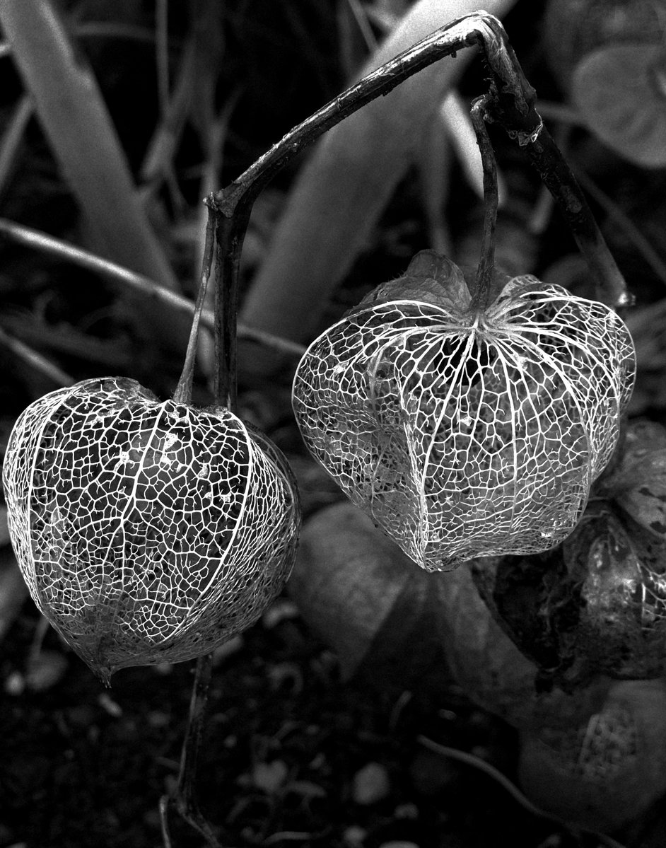 eva_joy1's tweet photo. Monochrome Monday https://t.co/nom41Dob6B