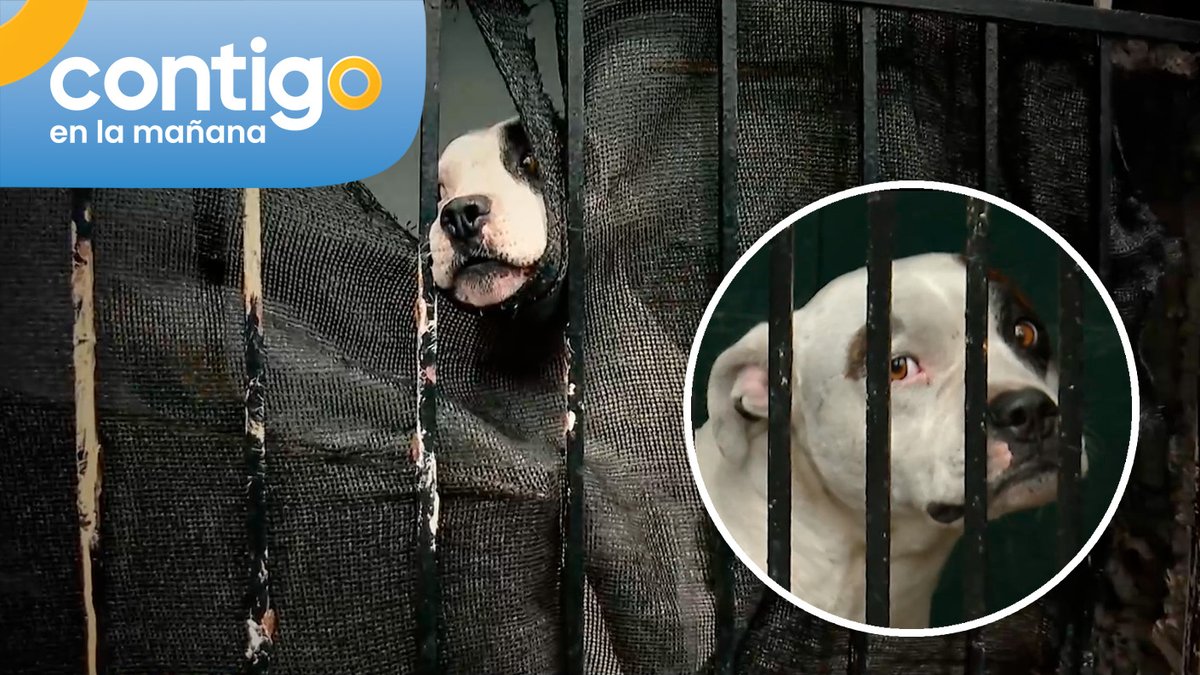 chilevision's tweet photo. #ContigoCHV | Lleva seis meses encerrado: Cruel abandono de perro mantiene consternados a vecinos de San Ramón ➡️ https://t.co/NG6Nl2k19o https://t.co/4BqKVURpOA