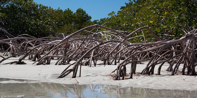 IUCN's tweet photo. Not just a defence against extreme weather, mangroves can combat it before it even begins https://t.co/tAlyvCKt4n @IUCN_forests https://t.co/dp1G32mVxi