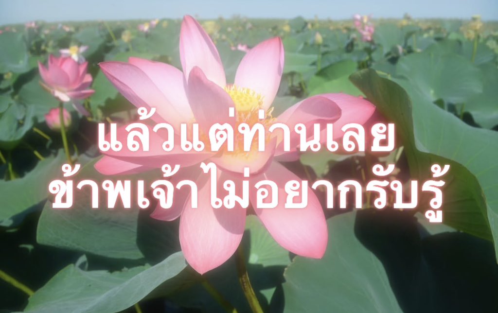 Iaunza's tweet photo. พอ!! https://t.co/PSgwshGmUR