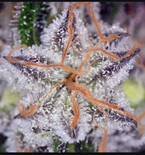 IobDutch's tweet photo. Name this strain ?? https://t.co/5S0swatsJj