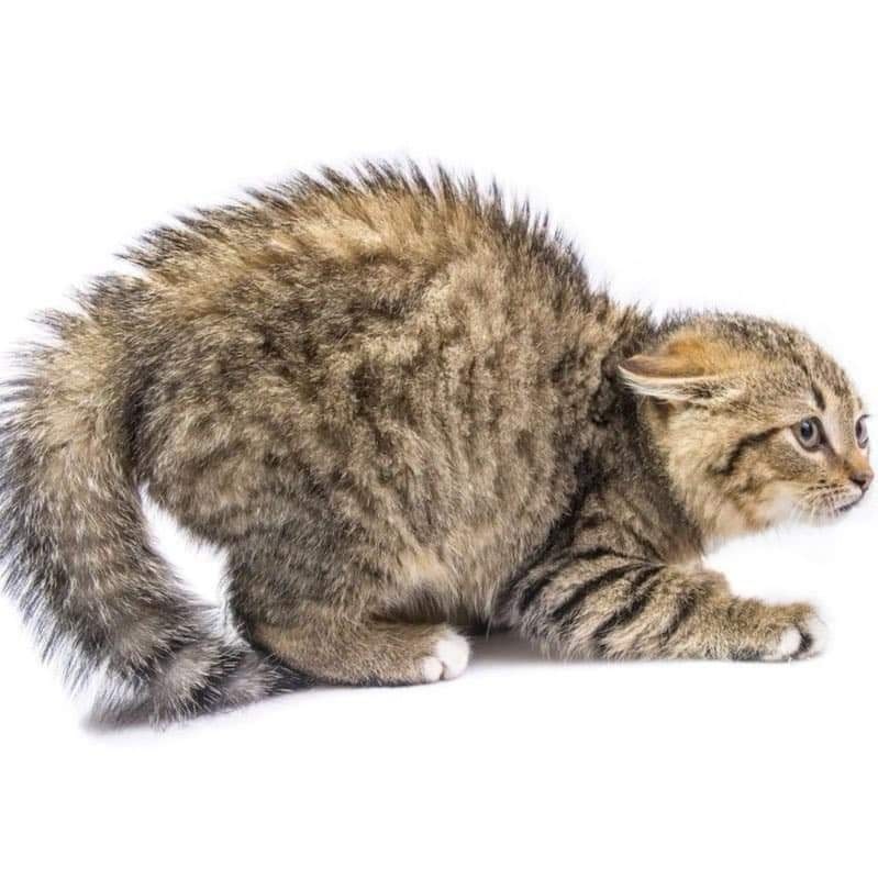 PunchingCat's tweet photo. https://t.co/eveP5I8YwH