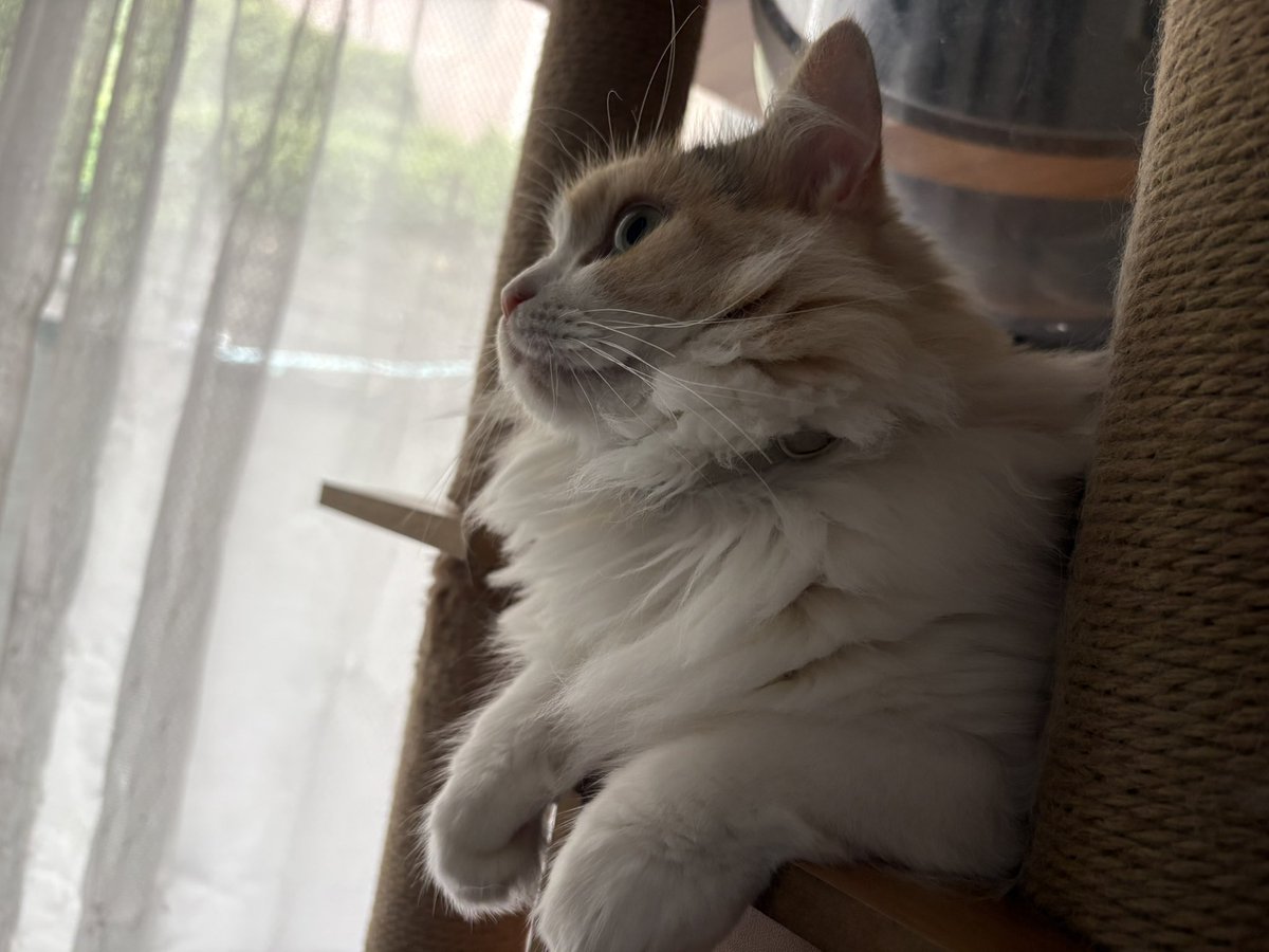 LICO_Dailycat's tweet photo. ふわふわのふわ https://t.co/JAz4KcwsL6