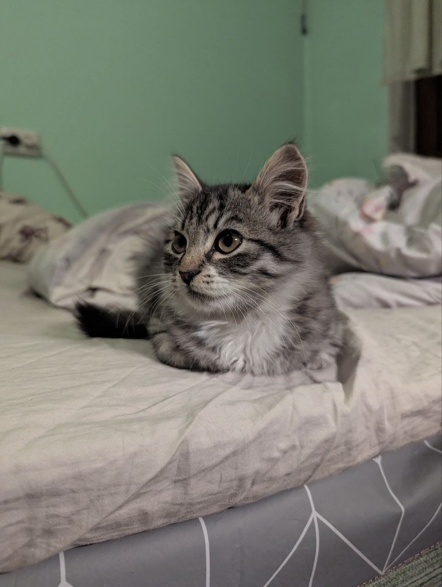 public_mental's tweet photo. Тунець ready for adoption
Крім вакцин він не потребує якогось лікування чи адаптації, він уже ручний 
Львів, друзі та підписочники, ви можете отримати отакого маленького Тунця, хто зацікавлений та може дати йому краще життя, пишіть мені https://t.co/1LDnQ7Emdo